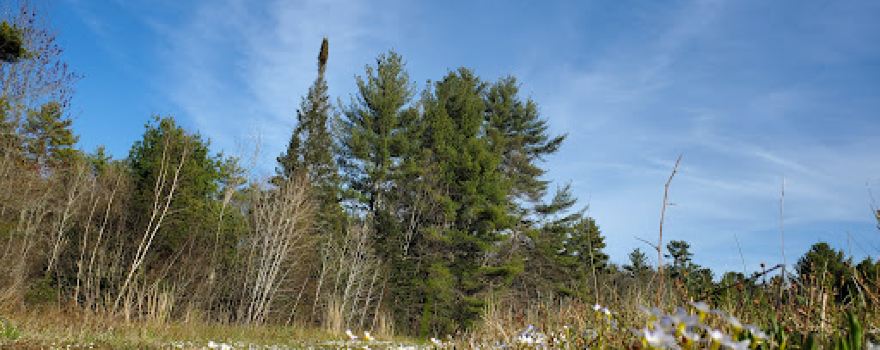 Black Brook Preserve
