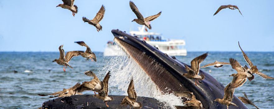 Sanctuary Cruises