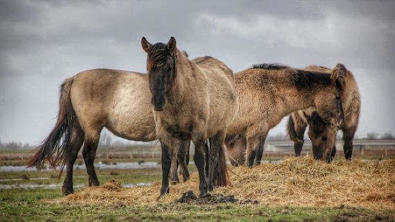 Noordwaard Polder