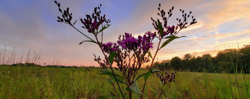 Sweet Arrow Reserve