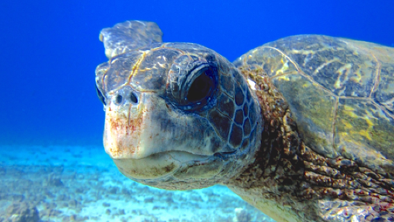 Banyan Tree Divers Maui