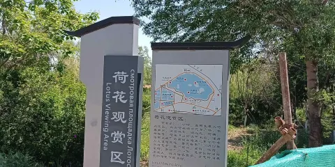 五家渠青格達湖旅遊風景區-荷花觀賞區