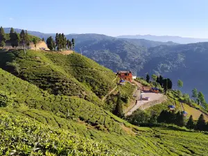 चिया बारी