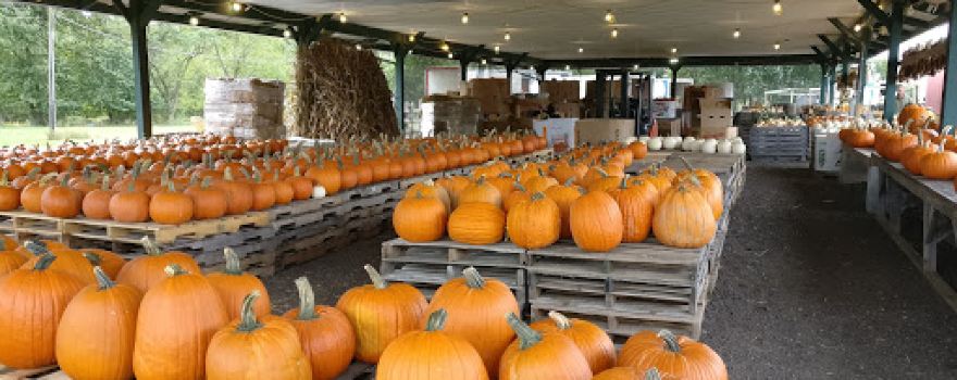 Pumpkin World USA