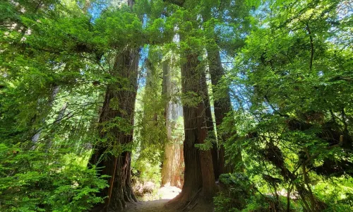 Redwood National and State Parks