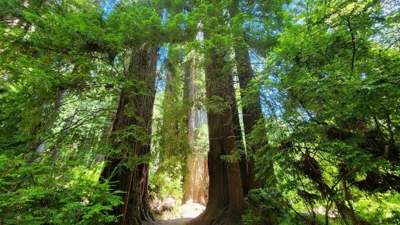 Redwood National and State Parks