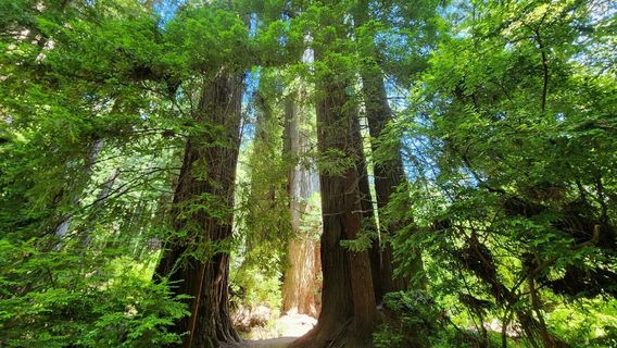 Parc national de Redwood