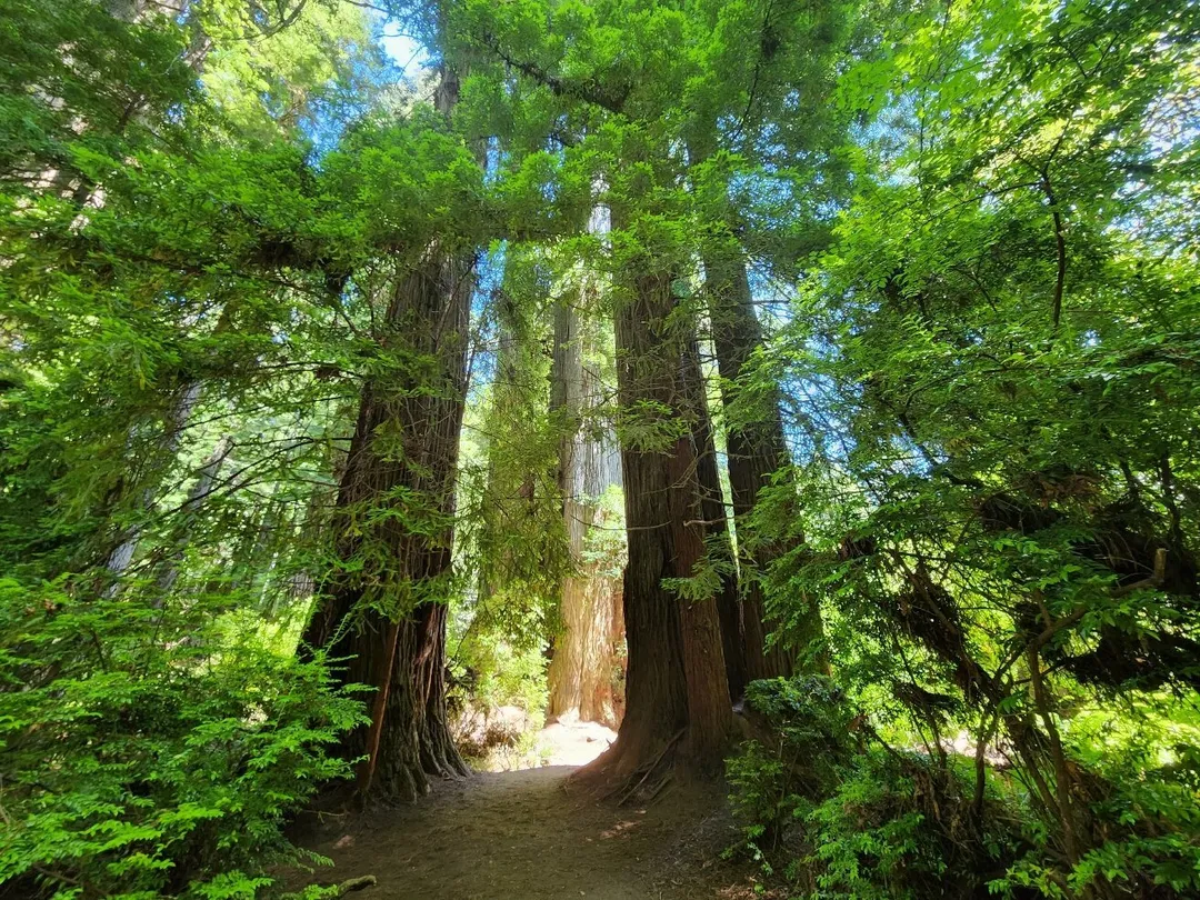 1_Redwood National and State Parks