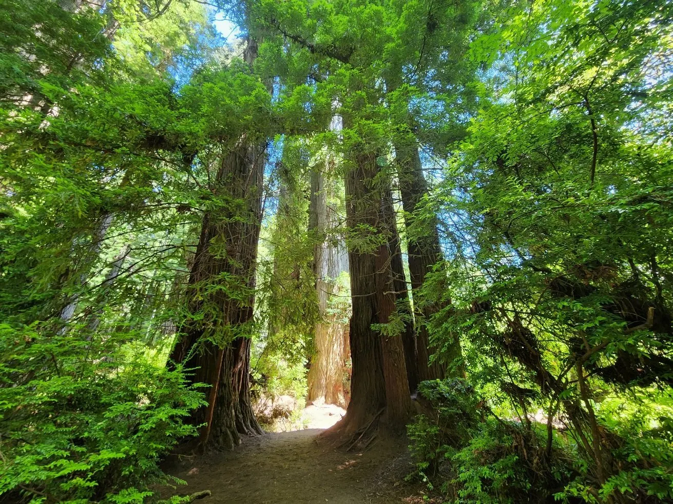 Redwood National and State Parks