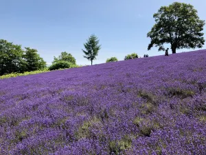 Horomitoge Lavender Garden