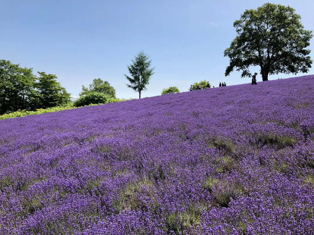 3_幌見峠薰衣草園