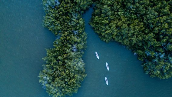 Fin Expeditions | Cocoa Beach's #1 Kayak Company