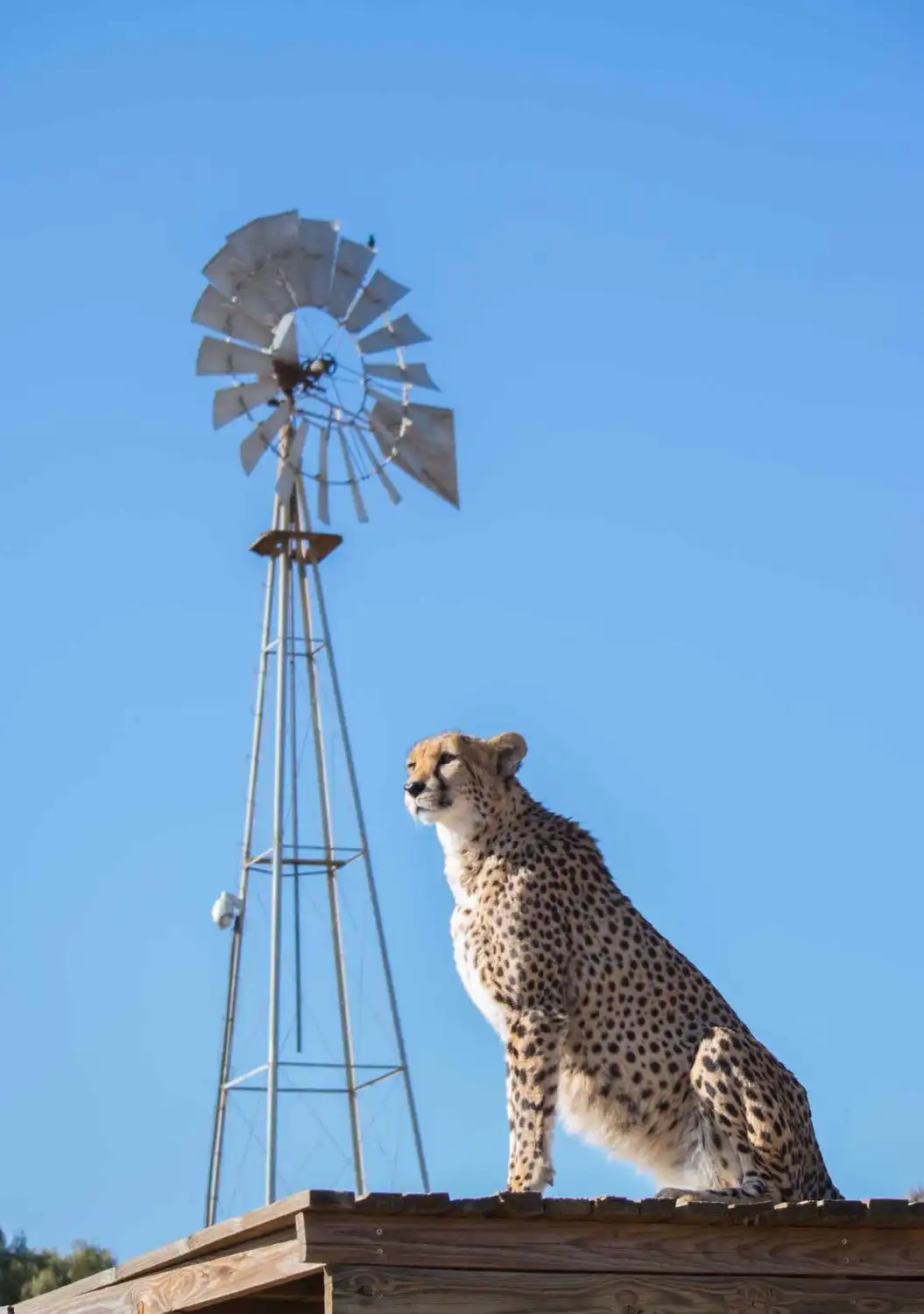Hotels near Cheetah Experience