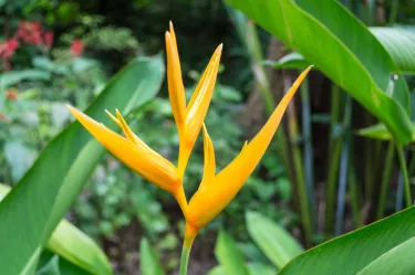 Soufriere