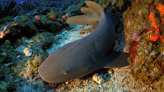 CREOLE ROCK WATERSPORTS