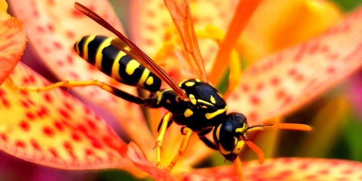 Greater Des Moines Botanical Garden