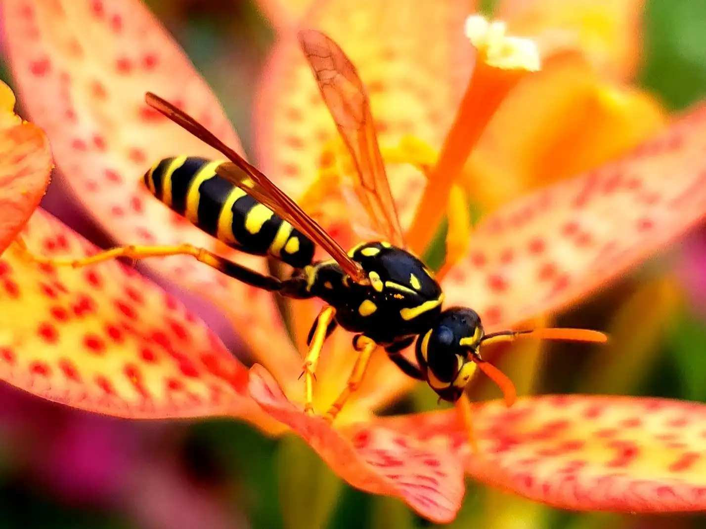 Hotels near Greater Des Moines Botanical Garden