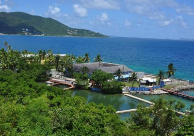 Dolphin Discovery Tortola