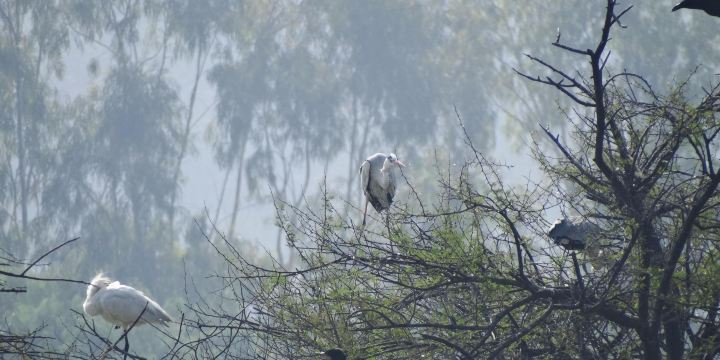 Pashan Lake