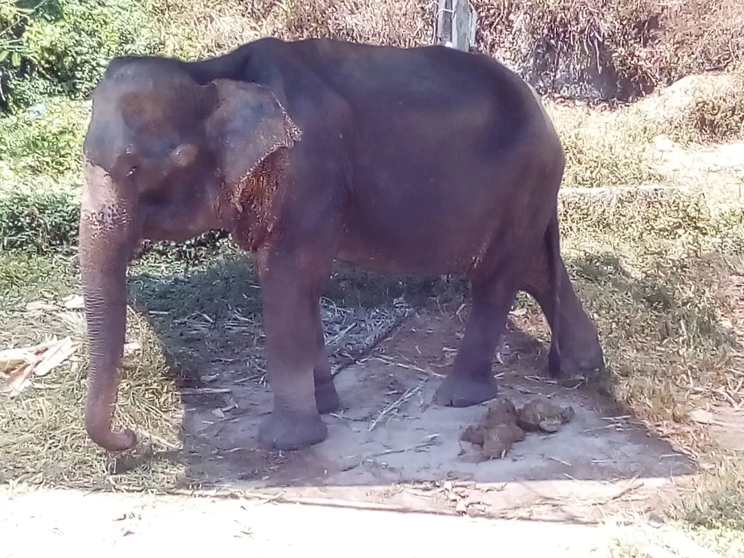 5_Amazing Bukit Safari