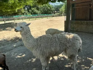 Safari Ravenna