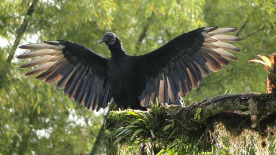MindoXtrem Birds