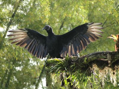 MindoXtrem Birds