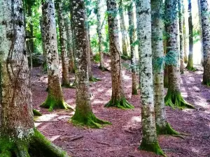 Riserva di Montedimezzo
