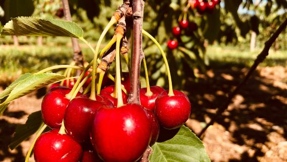 Belltown Hill Orchards