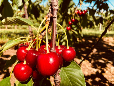 Belltown Hill Orchards