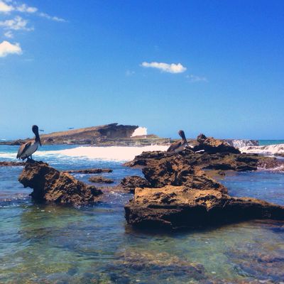 Playa Sardinera