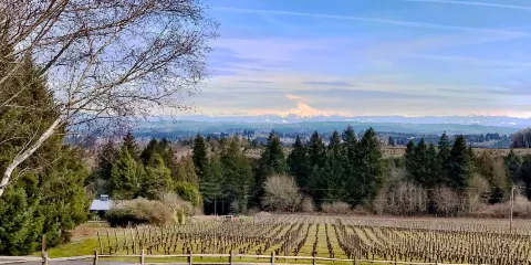 Blakeslee Vineyard Estate