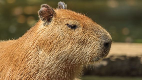 Secret Valley Wildlife Park & Exotic Animal Rescue