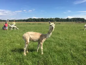 Alpakafarm