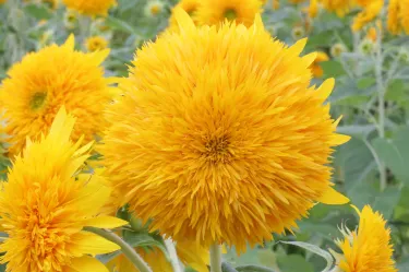 Chikusei