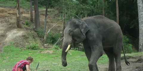 Karen’s Tribe Native Elephants