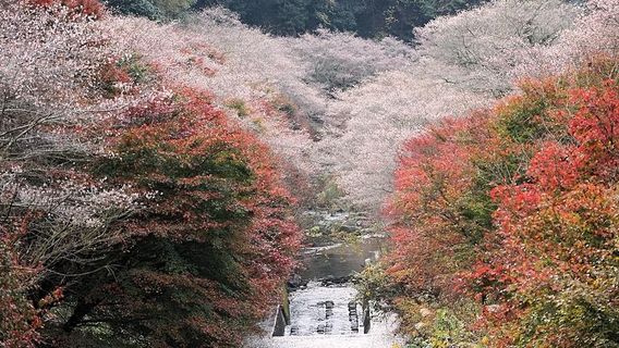 Senmi Shikizakura no Sato - Four Seasons Cherry Blossoms