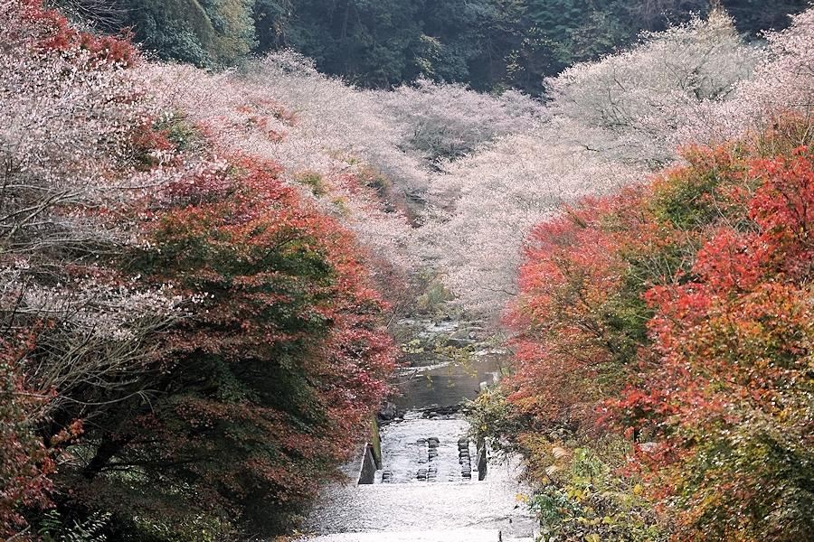 Senmi Shikizakura no Sato - Four Seasons Cherry Blossoms