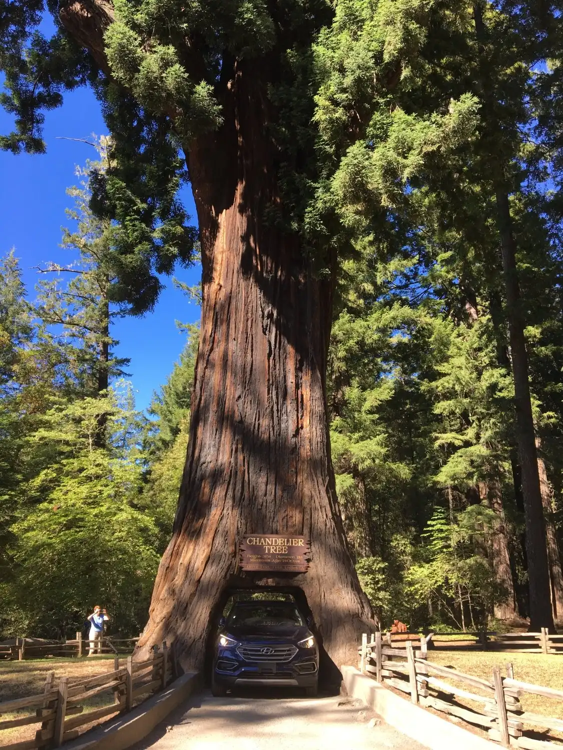 Các khách sạn gần The Chandelier Tree