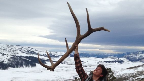 Yellowstone Wild The Gallery