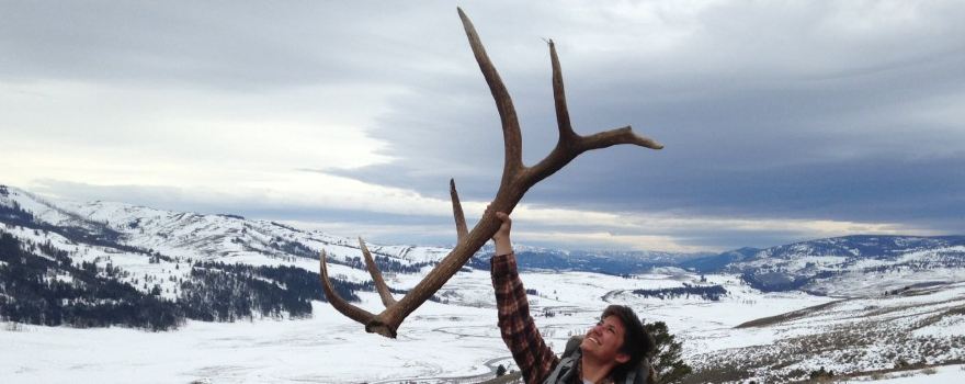Yellowstone Wild The Gallery