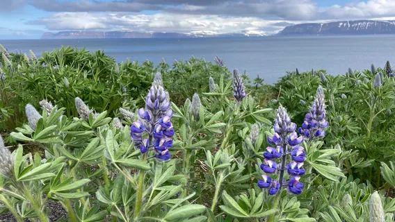 Hversdagssafn - Museum of Everyday Life