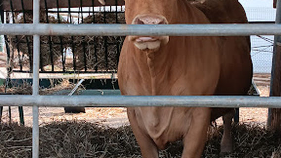 FexpoMalveira - Feira de Stands Comerciais Locais