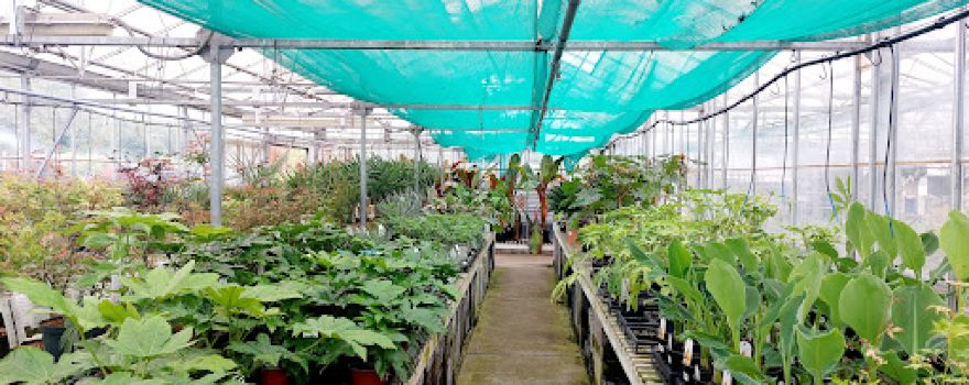 Linden Nurseries