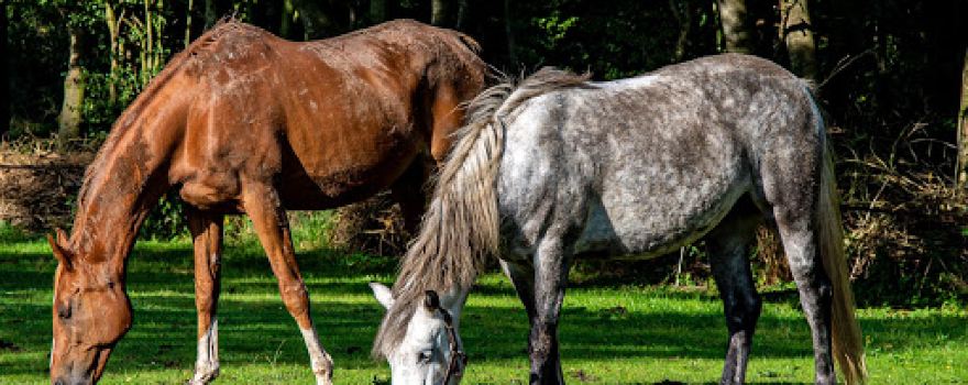 Camping "De Hoeve"