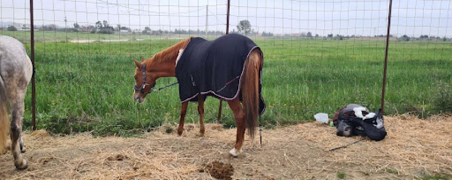 Hippoclub
