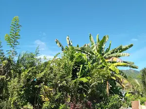 Arawa Botonical Garden