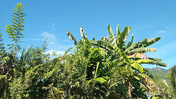 Arawa Botonical Garden