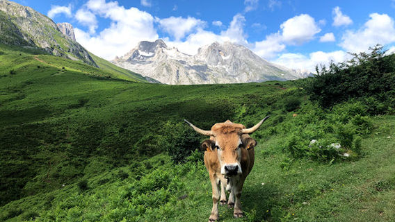 Picos Trekking Company