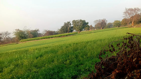 Phulpur Station Pond
